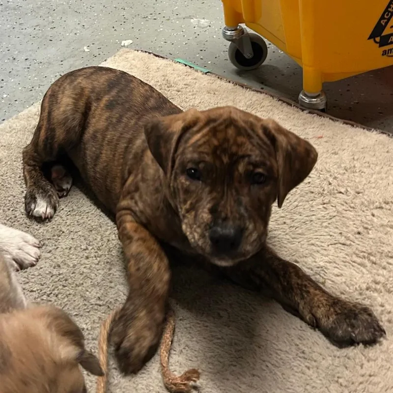 A baby medium-sized female Brown / Chocolate Mixed Breed dog named Masie for adoption in DeKalb, IL