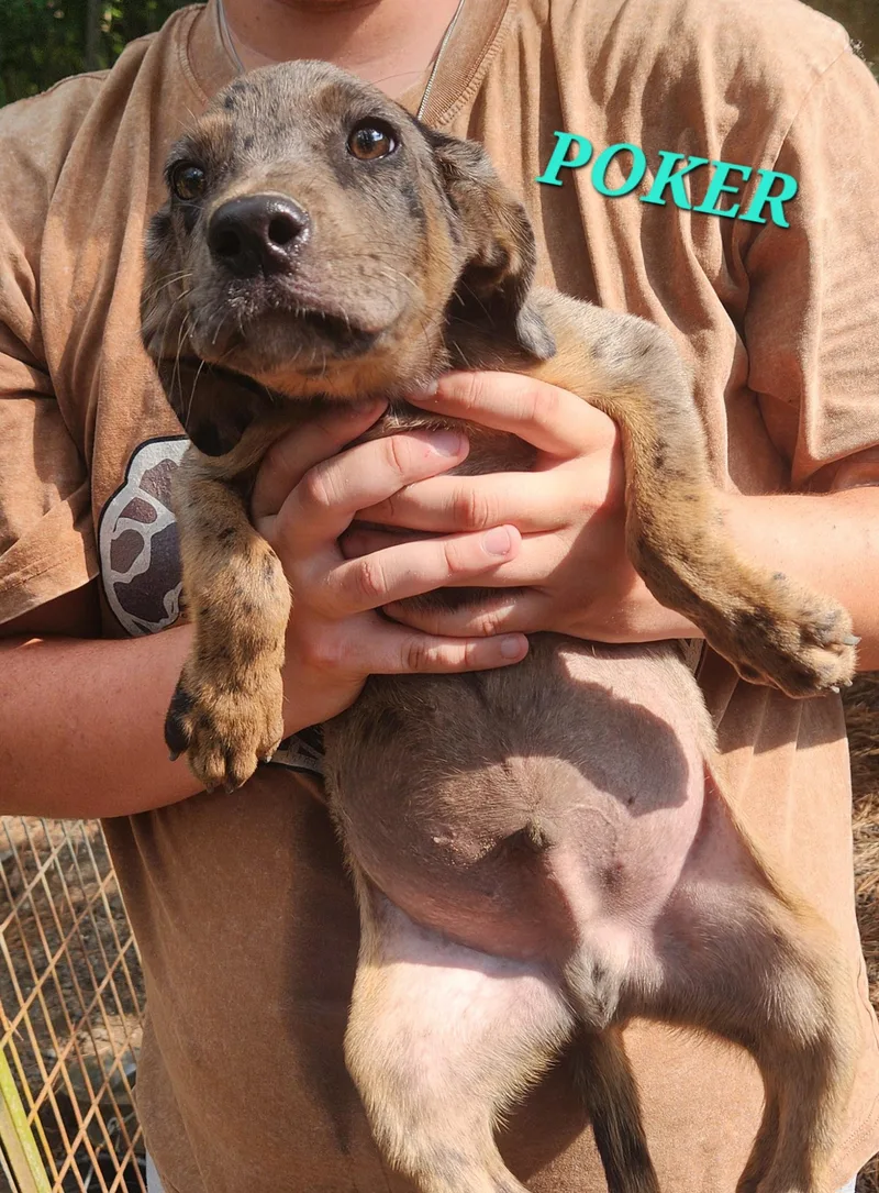 A baby medium-sized male Merle (Red) Labrador Retriever dog named Poker Shuffle for adoption in Andover, MA