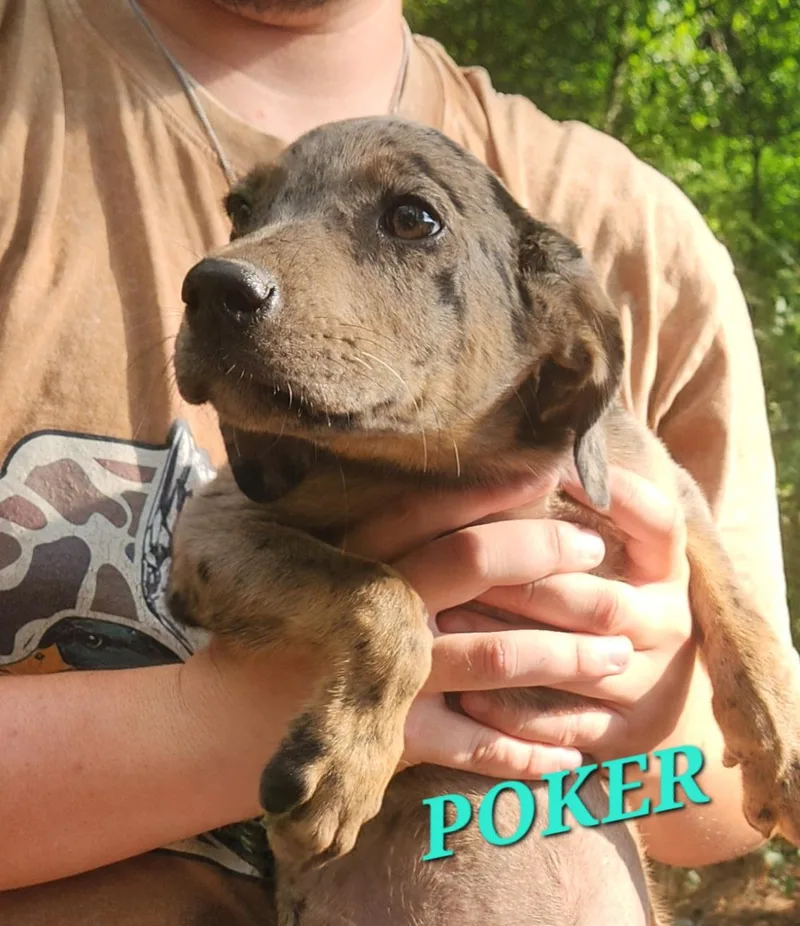 Poker Shuffle thumbnail 2