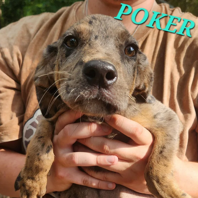 Poker Shuffle thumbnail 3