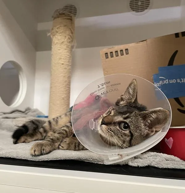 A baby small-sized male Domestic Short Hair cat named Dilly Dally for adoption in Oceanside, CA
