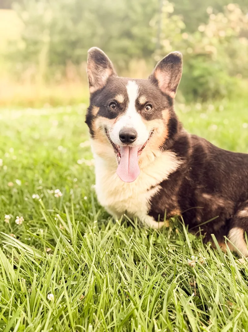 A young small-sized male Tricolor (Brown, Black, & White) Corgi dog named WillyTransport for adoption in Gradyville, KY