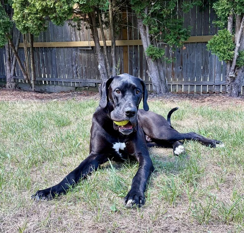A young large-sized male Tricolor (Brown, Black, & White) Great Dane dog named Mack for adoption in Eagan, MN