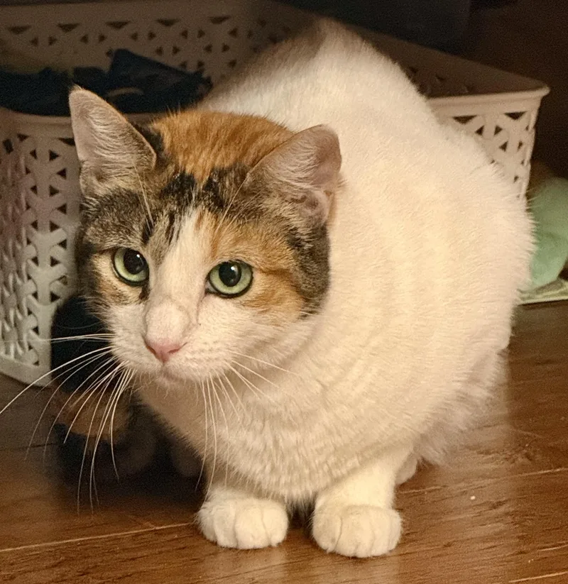 Stacy beautiful cuddly smart