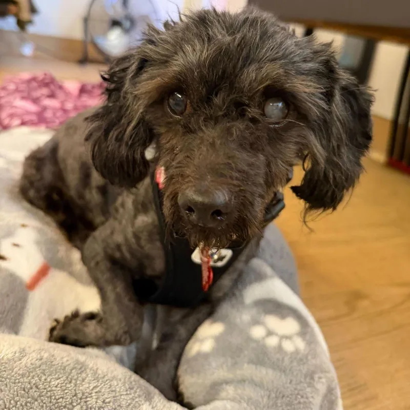 A senior small-sized male Black Maltese dog named Cedar for adoption in San Francisco, CA