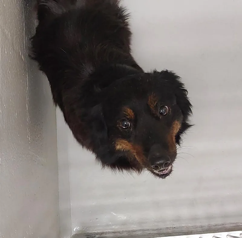 An adult medium-sized female Border Collie dog named Fawkes for adoption in Mocksville, NC