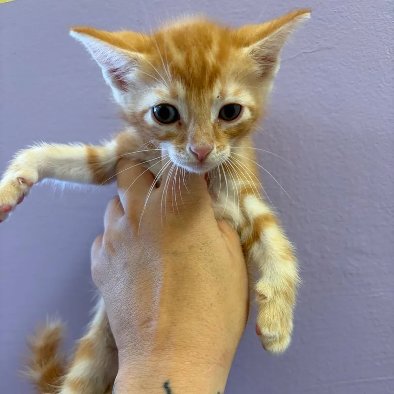 A baby small-sized male Orange / Red Domestic Short Hair cat named Tangelo for adoption in Webster, TX