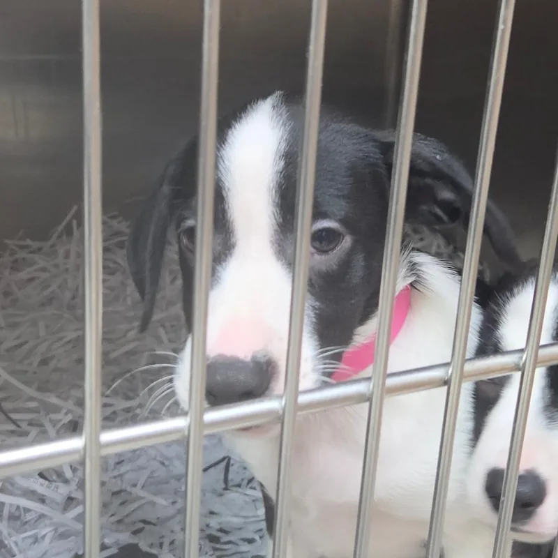 A baby small-sized female Black Border Collie dog named Jill for adoption in Lakeland, FL