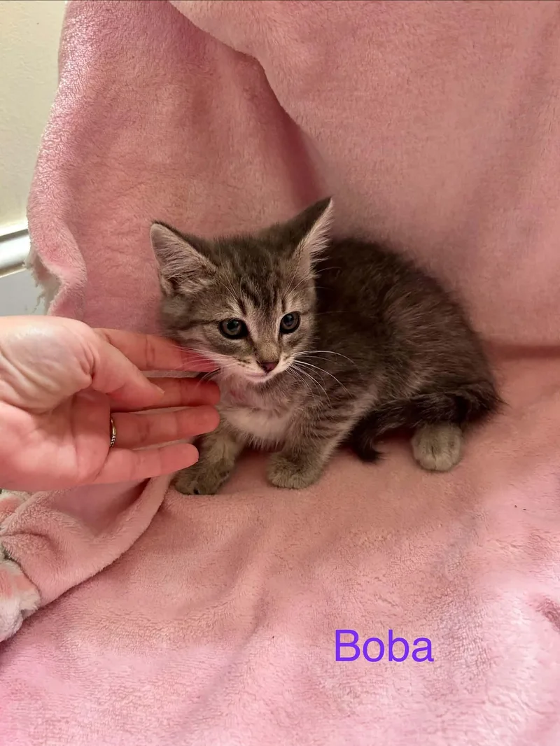 A baby medium-sized female Domestic Short Hair cat named Boba for adoption in Forest, VA