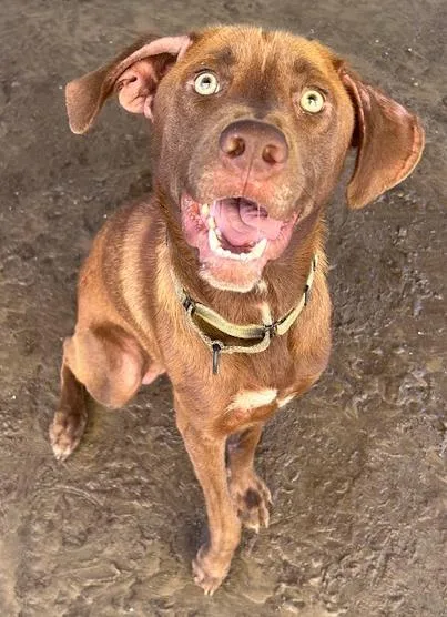 An adult large-sized male Labrador Retriever dog named Cramer for adoption in Savannah, GA