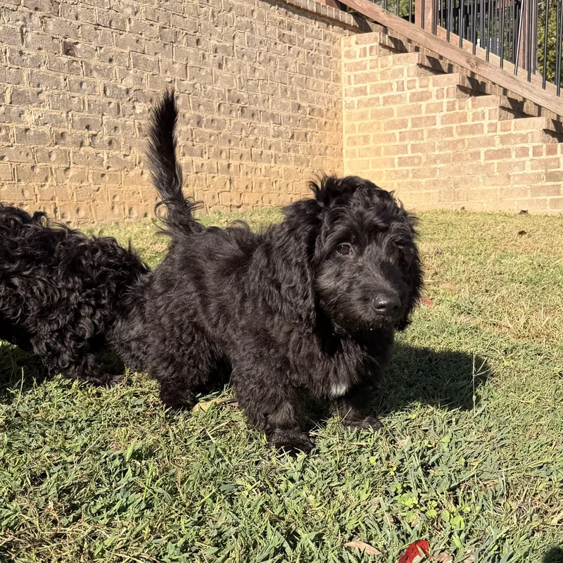 A baby medium-sized male Dachshund (Long Haired) dog named Wiggy for adoption in Warrior, AL