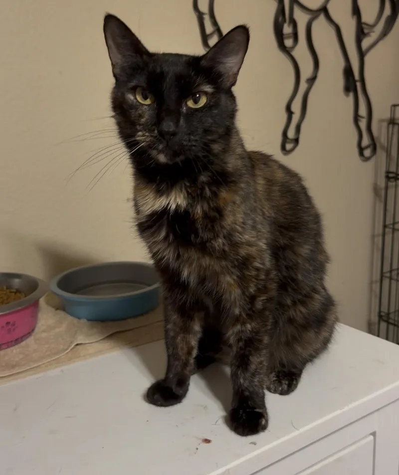 An adult medium-sized female American Shorthair cat named Delilah May for adoption in McKinney, TX