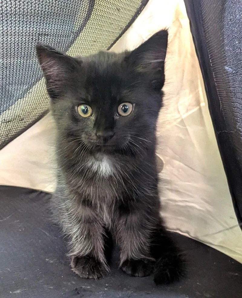 A baby medium-sized female Domestic Medium Hair cat named Tapioca for adoption in Floyd, VA