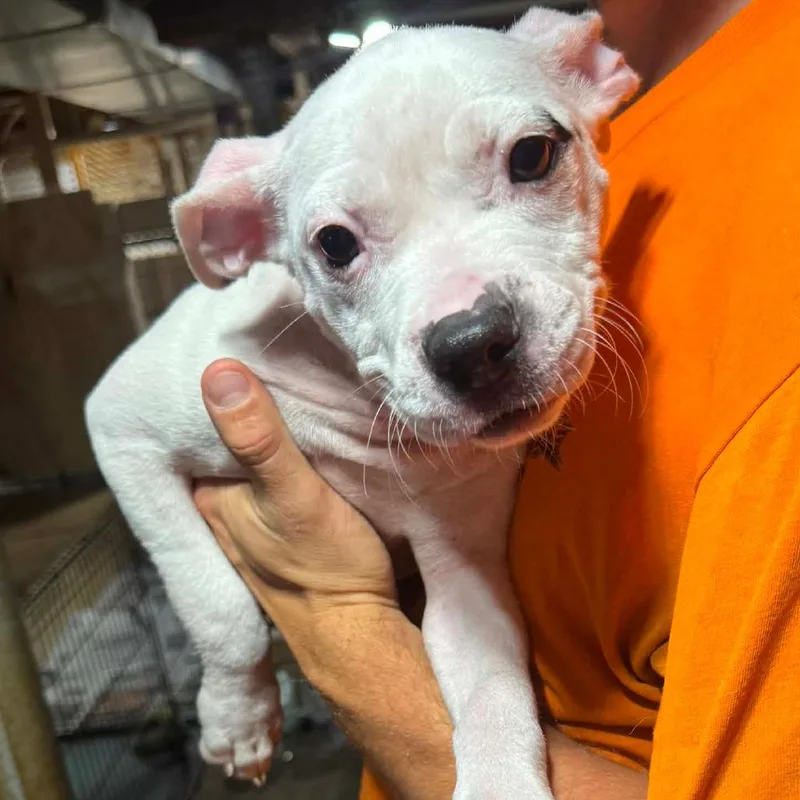 A baby medium-sized female White / Cream Mixed Breed dog named Percy for adoption in DeKalb, IL