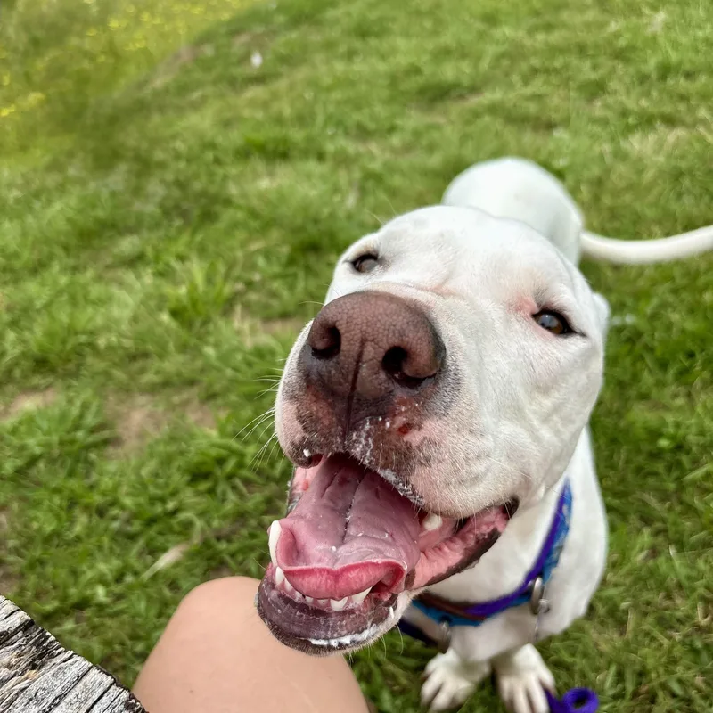 A young medium-sized male White / Cream Labrador Retriever dog named Happy for adoption in High View, WV