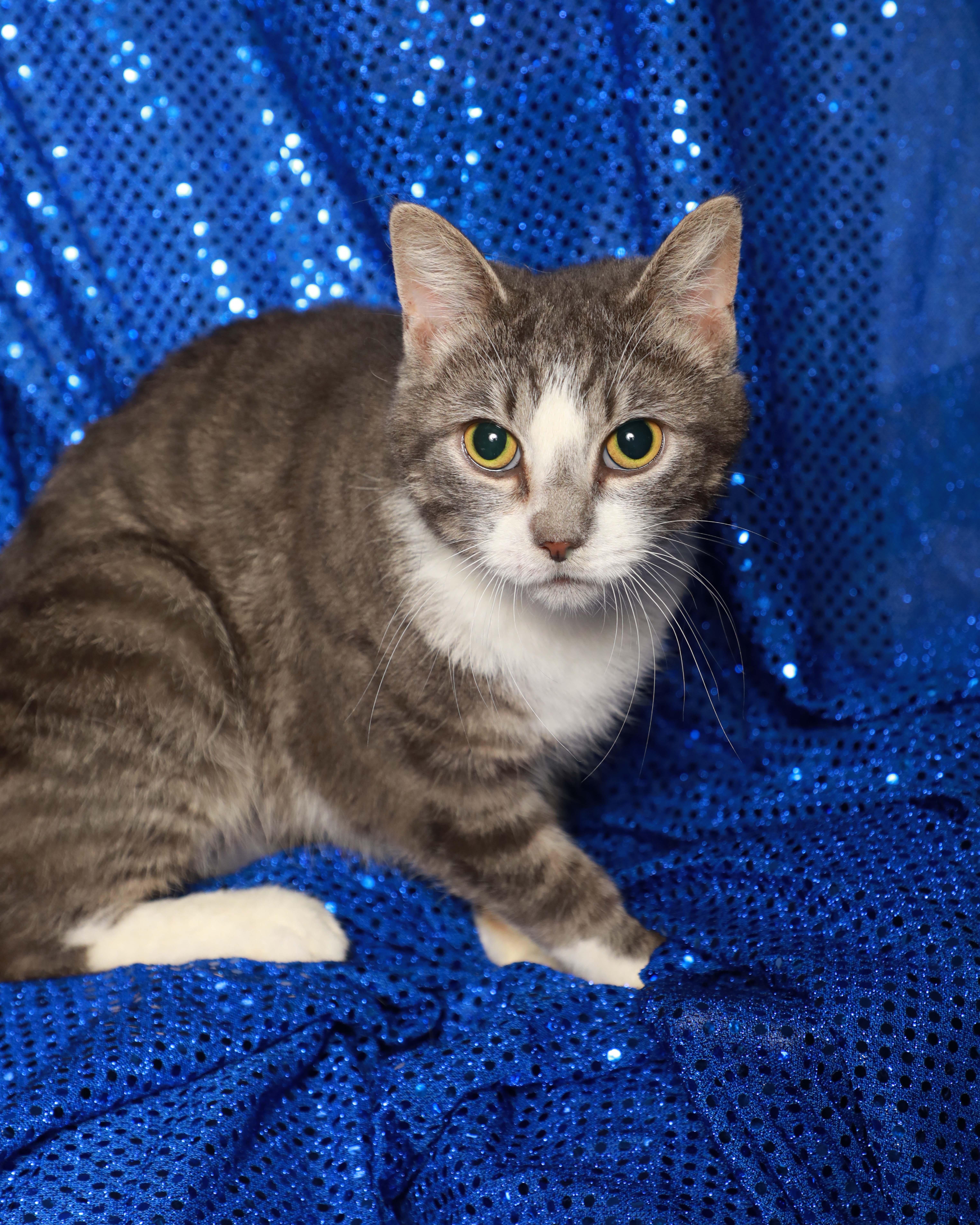 A young medium-sized female Gray & White Domestic Short Hair cat named Soot for adoption in Rock Falls, IL