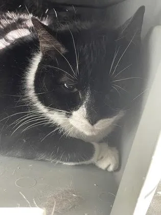 An adult medium-sized female Domestic Short Hair cat named Abby for adoption in Hamilton, NJ