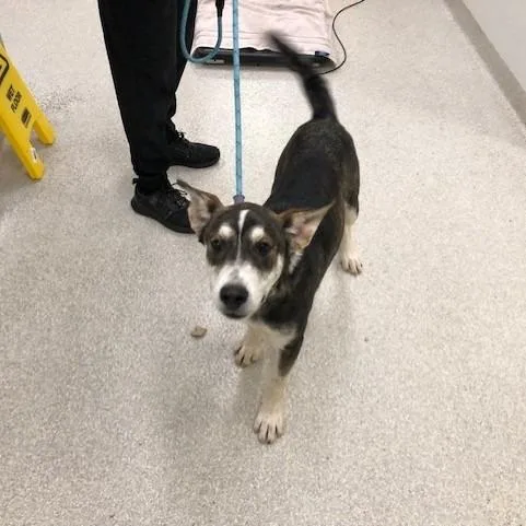 A young medium-sized male Brown / Chocolate Husky dog named Reagan for adoption in Novelty, OH