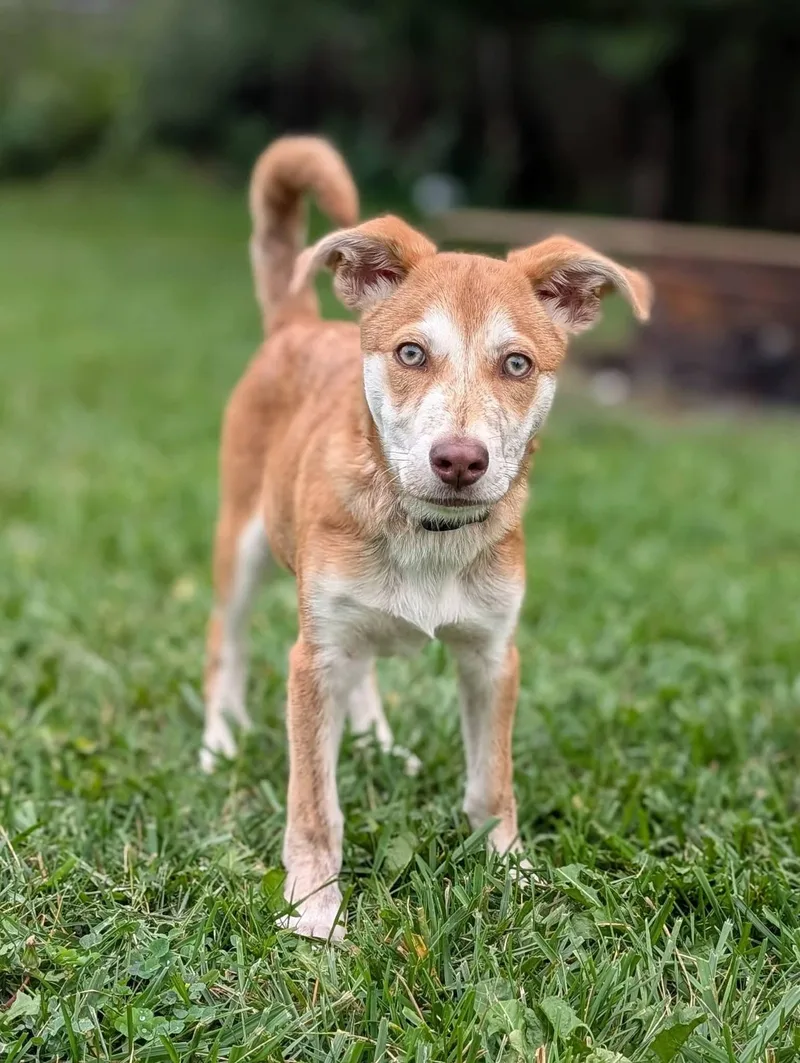 A baby medium-sized male Labrador Retriever dog named Jack for adoption in Grand Rapids, MI