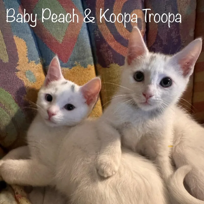 Koopa Troopa thumbnail 2
