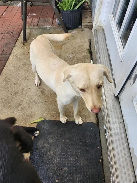 A young medium-sized female Labrador Retriever dog named A for adoption in San Antonio, TX