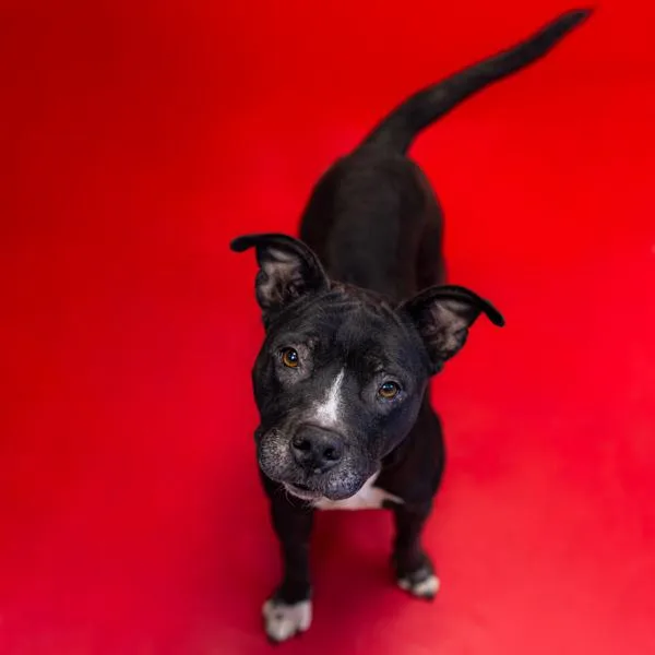 An adult medium-sized female Pit Bull Terrier dog named Pen Gigi for adoption in Lawrenceville, GA
