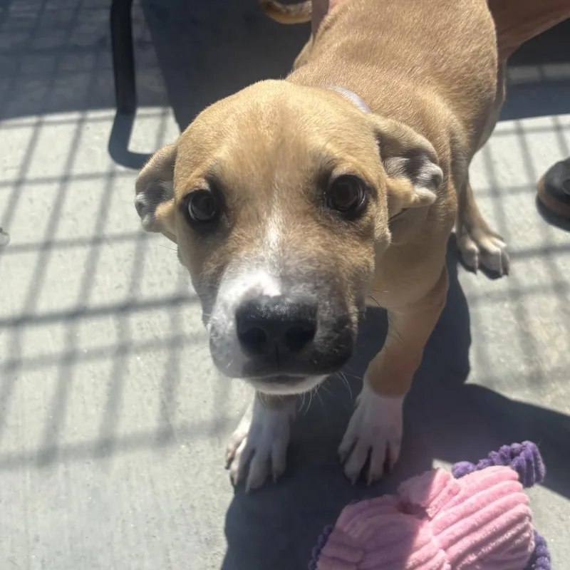 A baby small-sized male Labrador Retriever dog named Sailor for adoption in Long Beach, CA