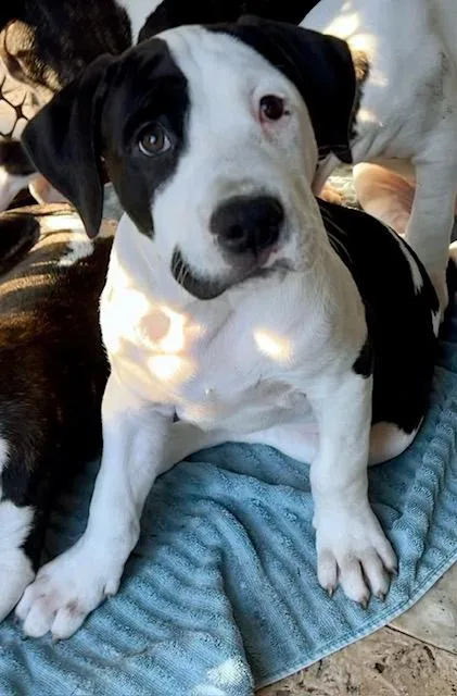 A baby medium-sized male Black Hound dog named Joker for adoption in Lake Monroe, FL