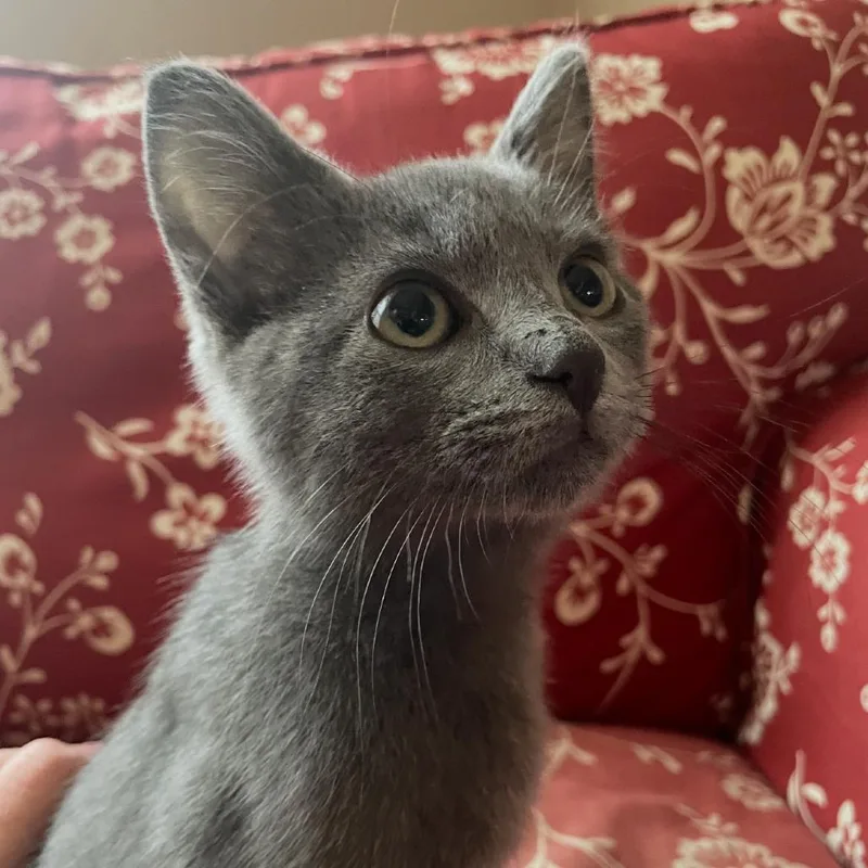 LeVar Purrton thumbnail 2