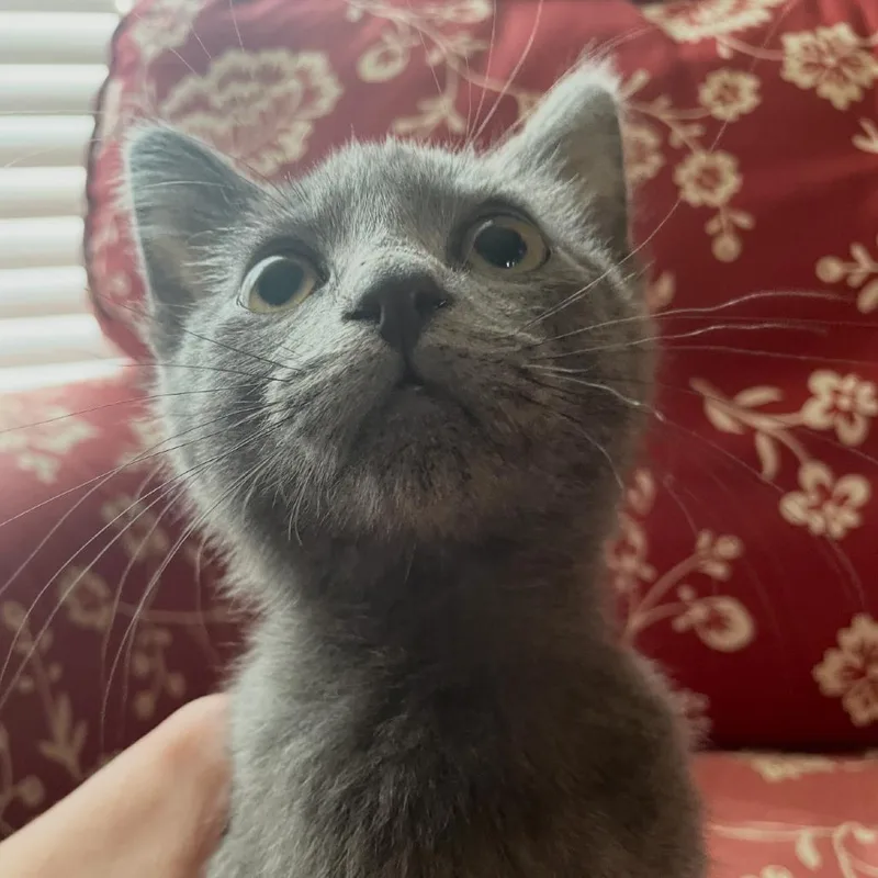 LeVar Purrton thumbnail 3