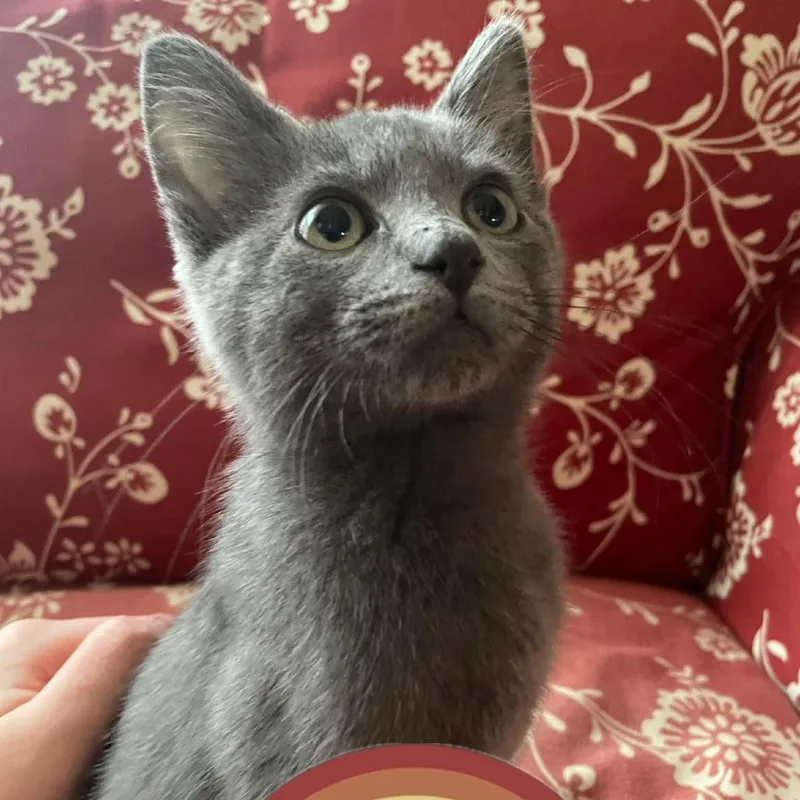 LeVar Purrton thumbnail 5
