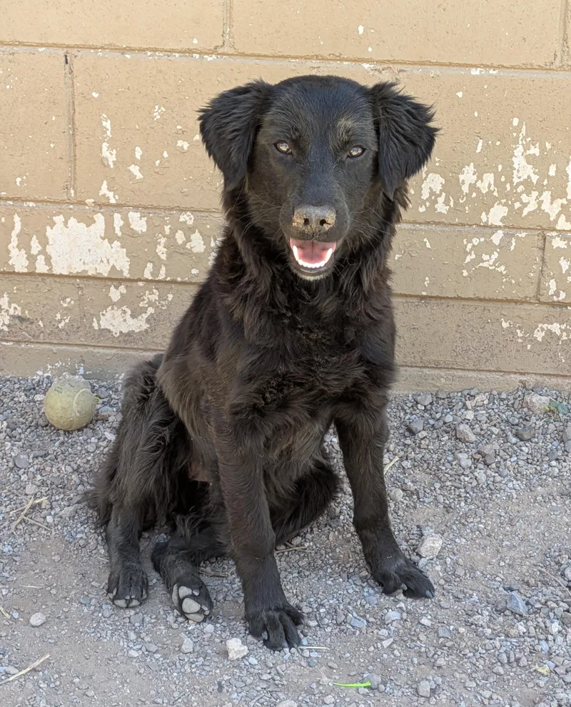An adult medium-sized female Black Labrador Retriever dog named Hope for adoption in Bisbee, AZ