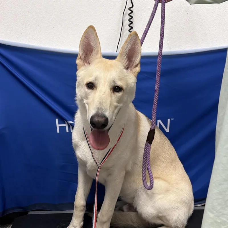 An adult large-sized male White / Cream Husky dog named HACCStray for adoption in Henderson, NV