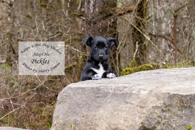 Pickles thumbnail 2