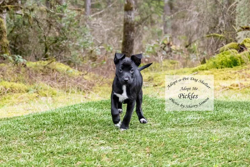 A young small-sized female Black Golden Retriever dog named Pickles for adoption in Shelton, WA
