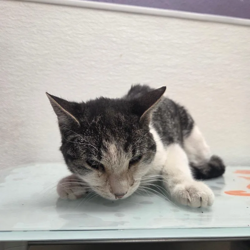 An adult medium-sized female Gray / Blue / Silver Domestic Short Hair cat named Working Cat Sweetie for adoption in Albuquerque, NM