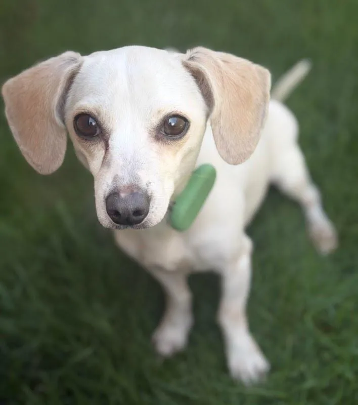 A young small-sized female Chihuahua dog named Meekah for adoption in Itasca, IL
