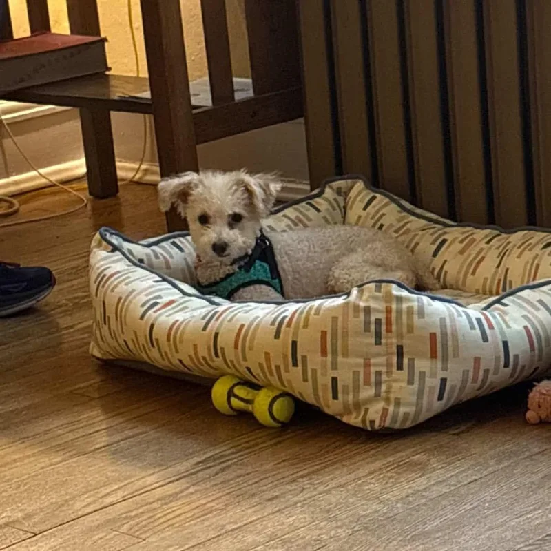 Apricot Ringo thumbnail 2