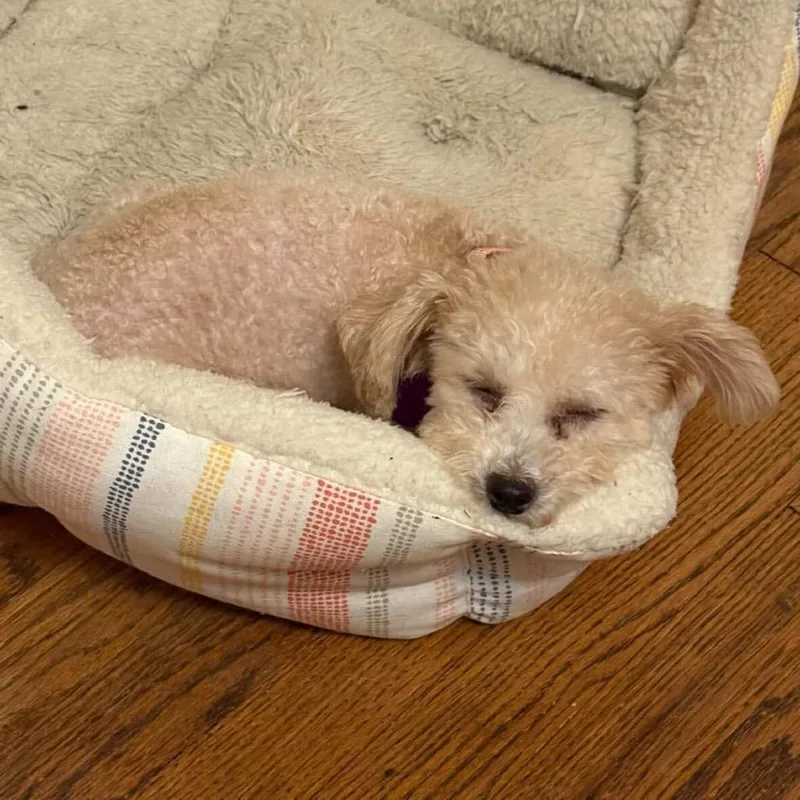 Apricot Ringo thumbnail 3