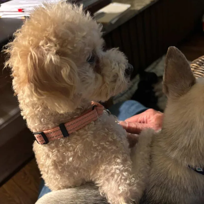 Apricot Ringo thumbnail 4