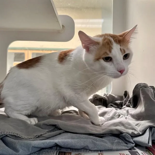 An adult small-sized male Domestic Short Hair cat named Pebbles for adoption in Riverside, CA
