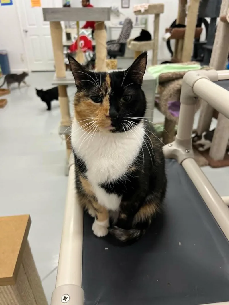 A young medium-sized female Calico cat named Gemini for adoption in West Palm Beach, FL