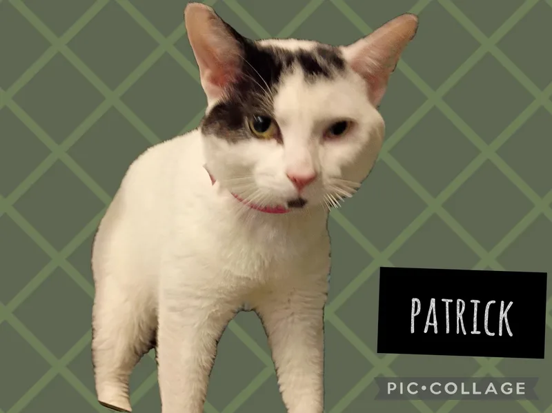 An adult medium-sized male Domestic Short Hair cat named Patrick for adoption in Muncie, IN