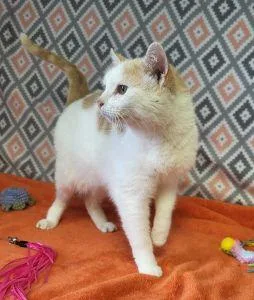 An adult medium-sized male Domestic Short Hair cat named Bribon for adoption in Bucyrus, OH