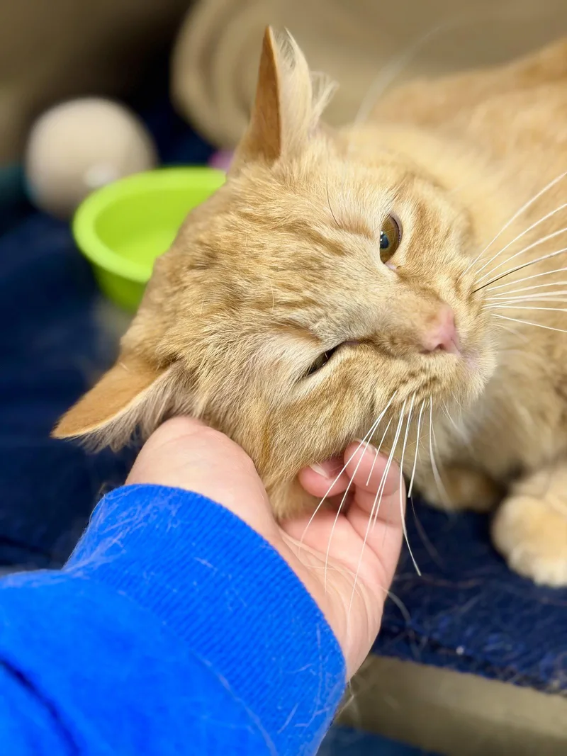 An adult medium-sized male Orange / Red Domestic Long Hair cat named Sparky for adoption in West Cornwall, CT