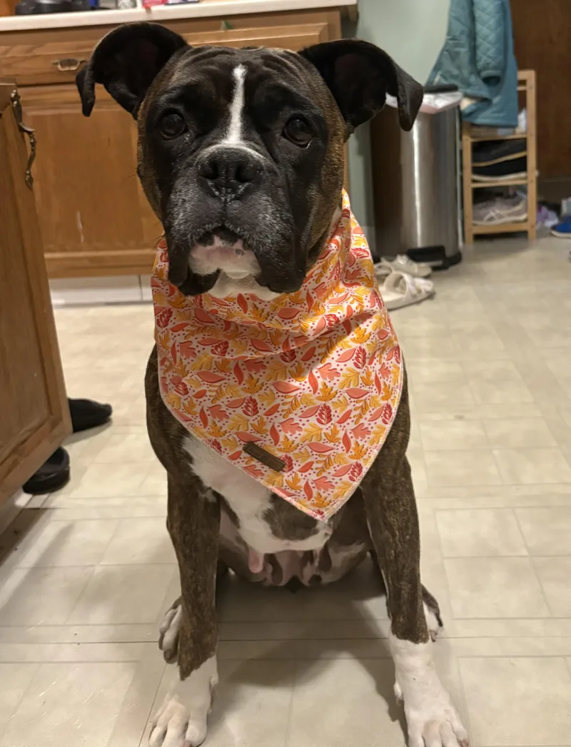 An adult large-sized female Boxer dog named Daphne for adoption in Rochester, NY