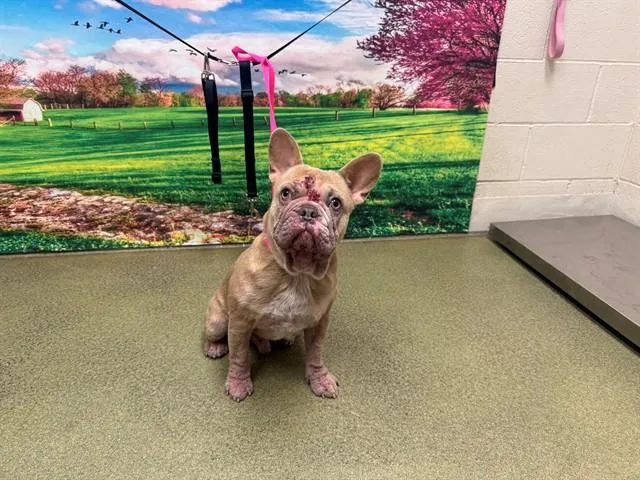 A young small-sized male French Bulldog dog named A for adoption in Moreno Valley, CA