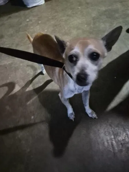 An adult small-sized male Chihuahua dog named Pen for adoption in Lawrenceville, GA