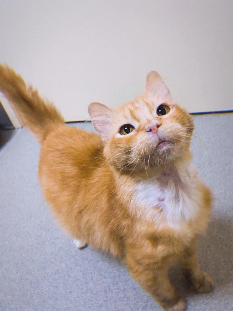 Paprika Ohc thumbnail 2