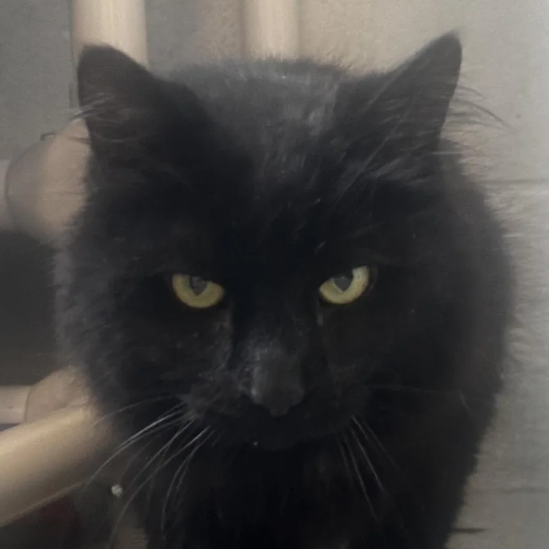 A senior large-sized male Black Domestic Short Hair cat named Professor Meatloaf for adoption in Chicago, IL
